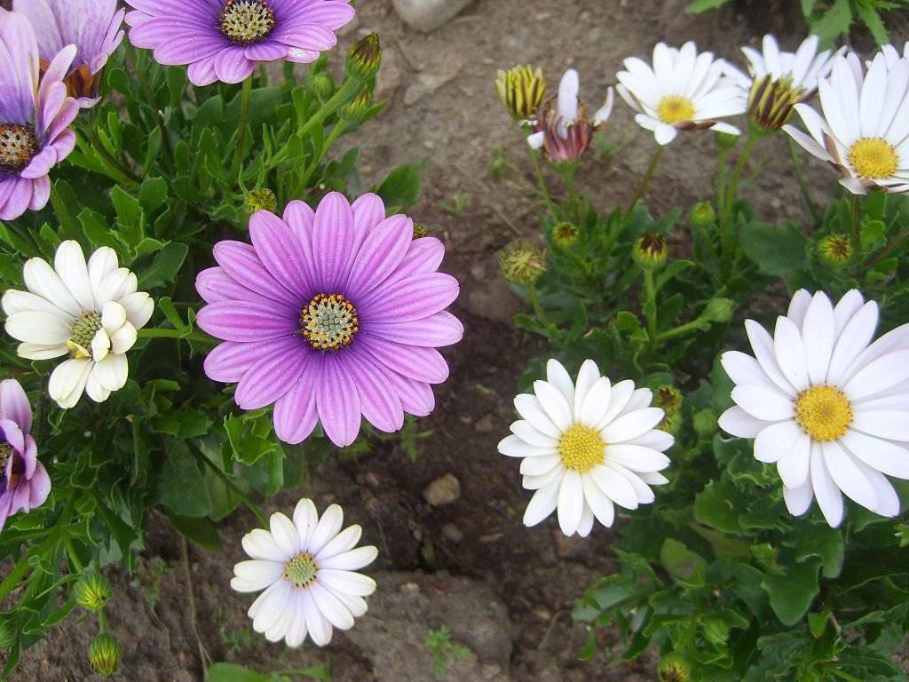 Цветы остеоспермум: описание, особенности выращивания и ухода, фото