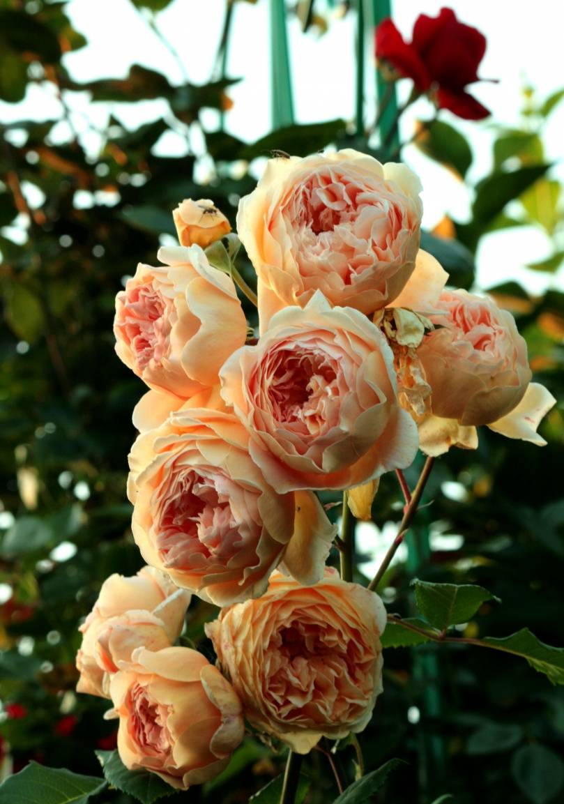Английские розы, посадка уход. английские розы - описание, сорта, посадка, уход, фото