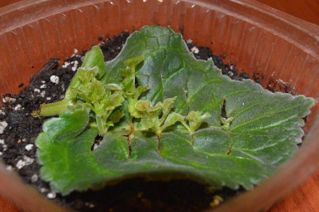 Как вырастить глоксинию из семян и листа в домашних условиях selo.guru — интернет портал о сельском хозяйстве