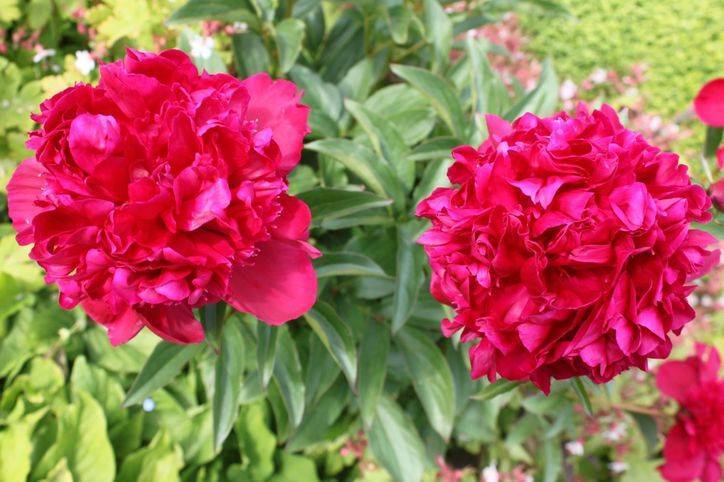 Пион ред чарм (paeonia red charm) — характеристики сорта