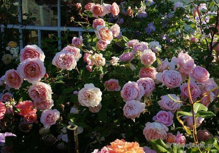 Роза уильям шекспир — описание сорта, необходимые условия содержания