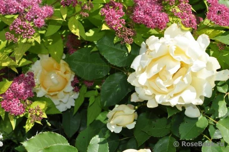 Роза флорибунда – описание, посадка и уход - мой агро - помощник в сельскохозяйственном мире