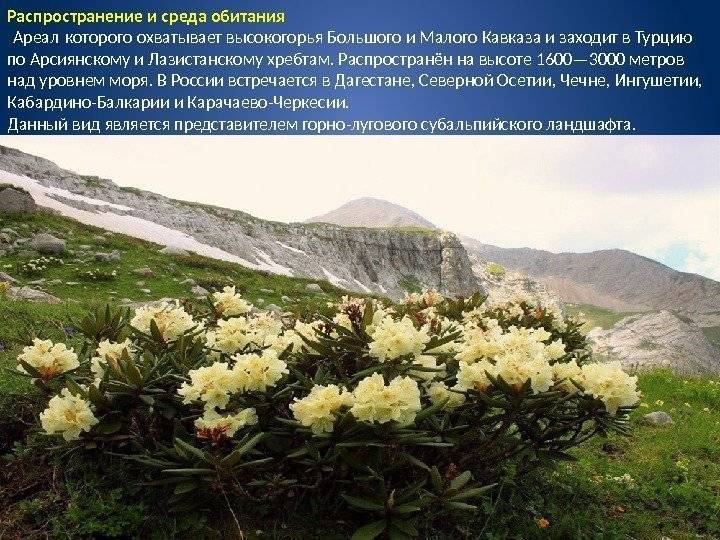 Кавказский рододендрон: лечебные свойства, противопоказания, фото :: syl.ru