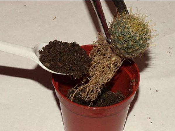 Как посадить кактус: из отростка без корней, детками, как правильно разместить в горшке
