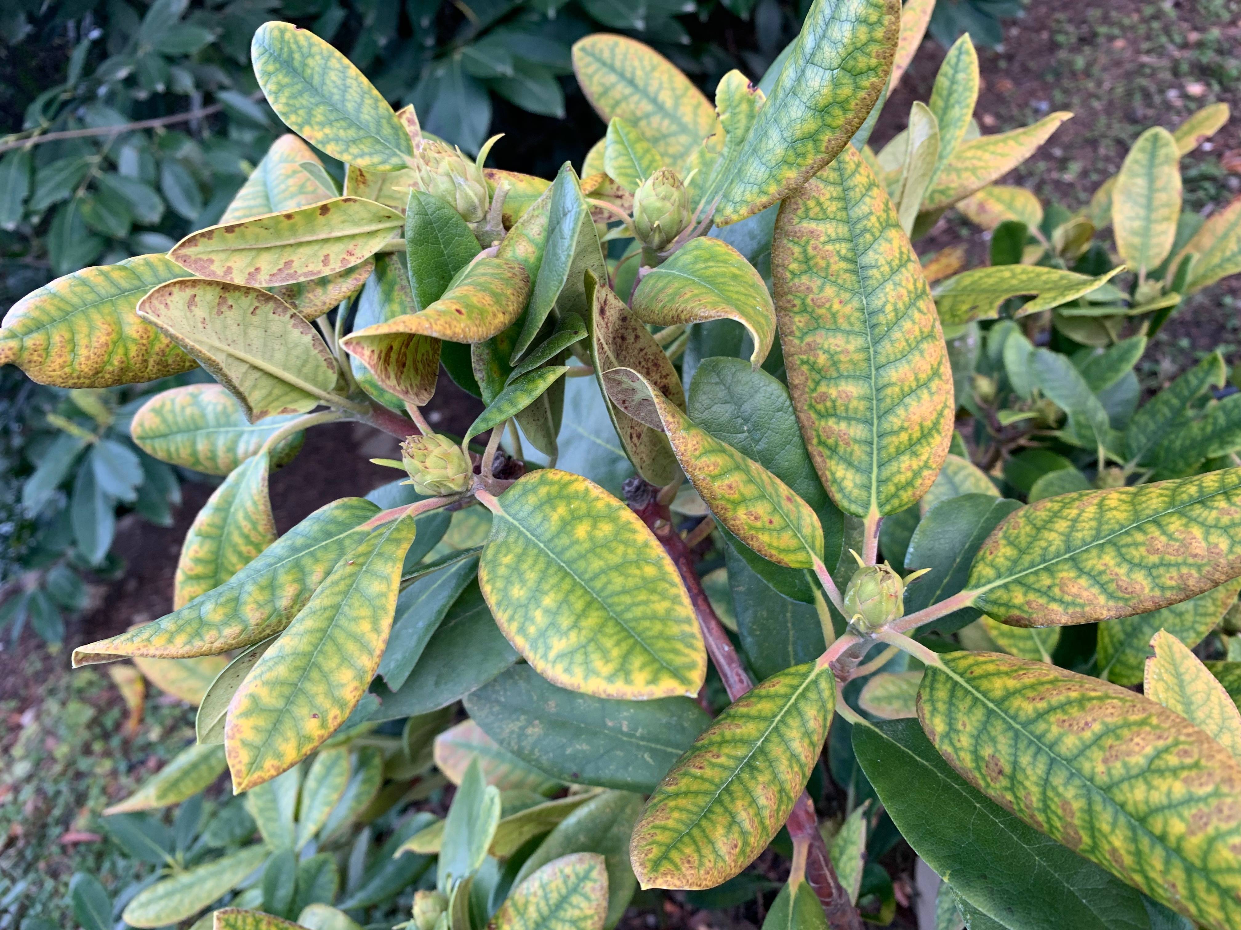Болезни рододендронов и их лечение с фото: если листья стали коричневыми, скручиваются