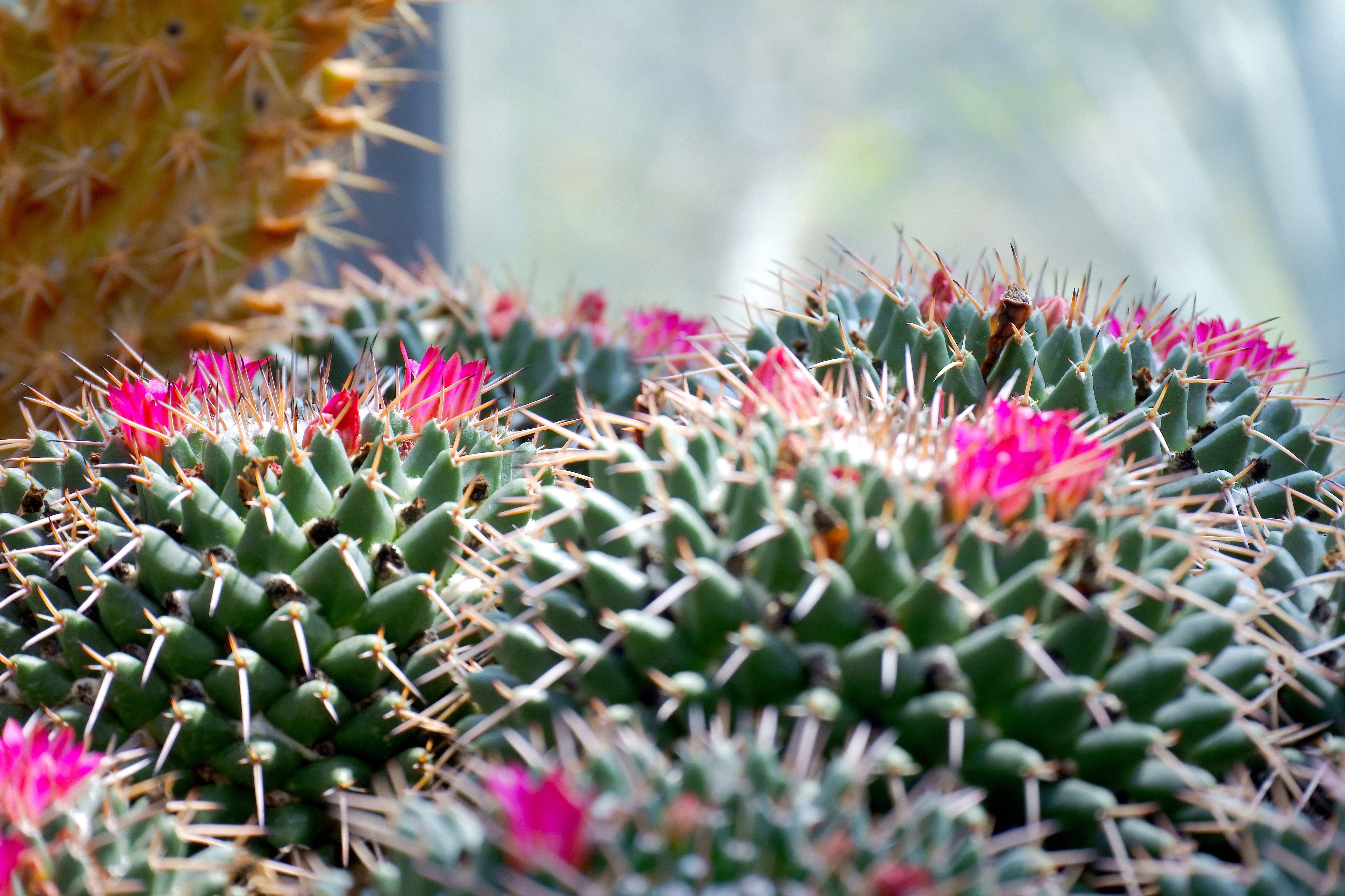 Топ 15 редких и необычных видов кактусов с фото и названиями!