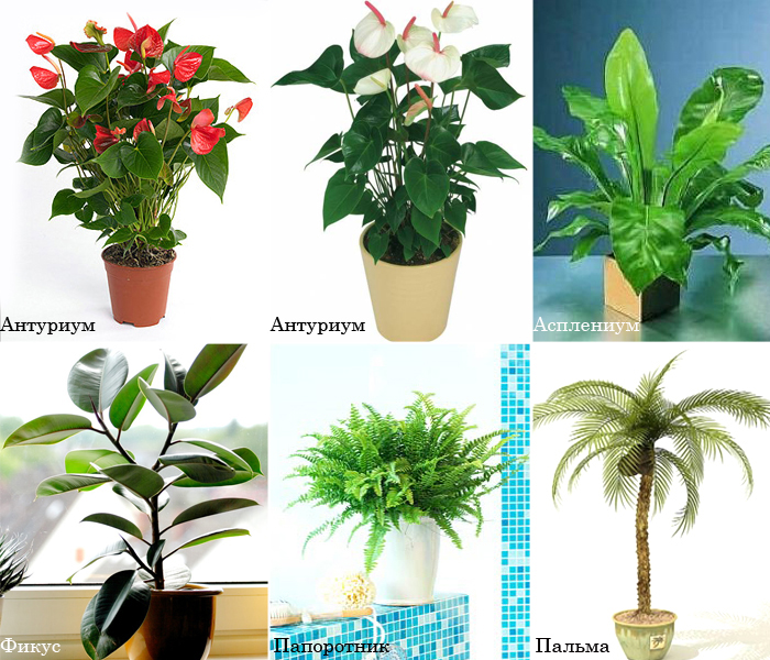 Топ-10 комнатных растений, которые лучше всего очищают и увлажняют воздух . чёрт побери