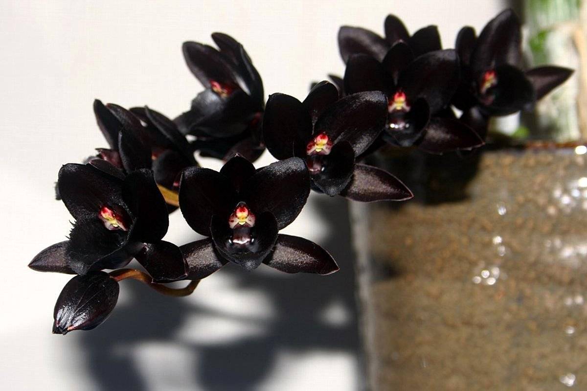 Особенности черной орхидеи: фото цветов, популярные сорта, среди которых и черный принц, выращивание растений в горшке и правила ухода за ними | сортовед