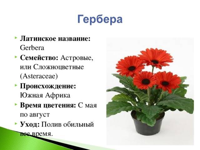 Гербера садовая: посадка и уход, размножение, сорта :: syl.ru