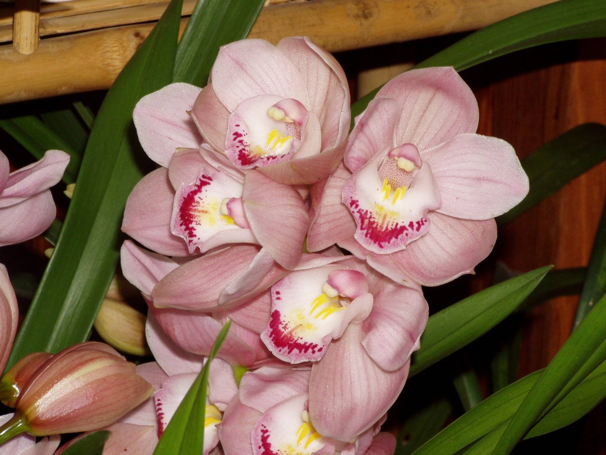 Цимбидиум: дивная орхидея родом из китая
