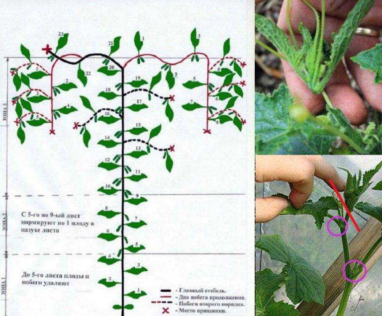 Выращивание георгин: выбор сорта, посадка, хранение клубней