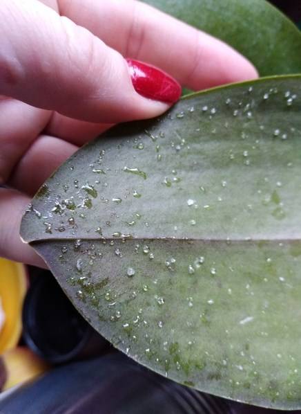 Липкие капли на листьях орхидеи фаленопсис - как убрать
