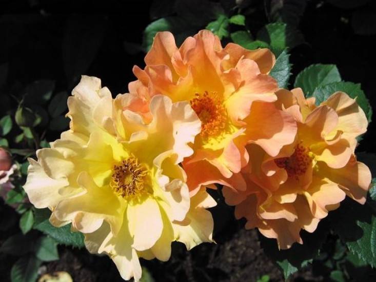 Канадская роза, посадка и уход в открытом грунте. канадская роза - описание, посадка, уход и фото