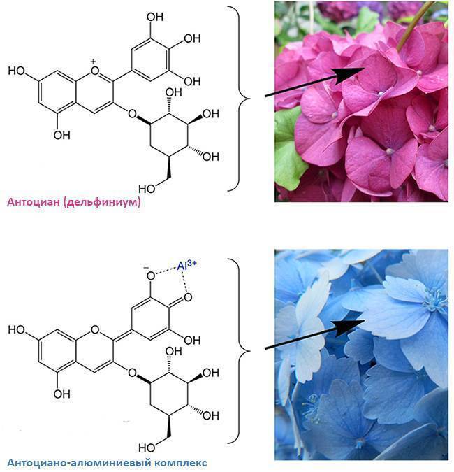 Чем полить гортензию для цвета — изменение на голубой и розовый оттенки