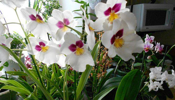 Мильтония и одонтоглоссум: особенности орхидеи | cельхозпортал