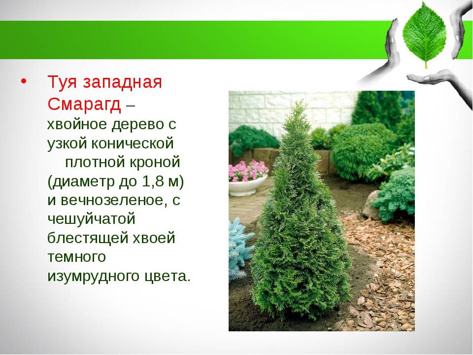 Туя смарагд размеры взрослого растения. thuja occidentalis 'smaragd' | здоровье человека