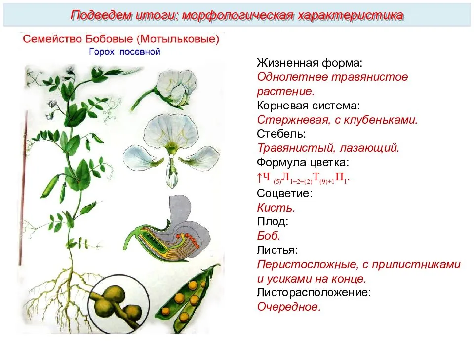 Семейства растений