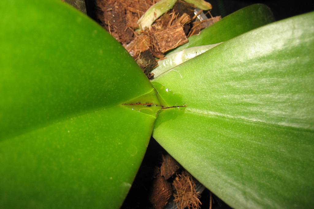 Можно ли спасти орхидею, сбросившую листву