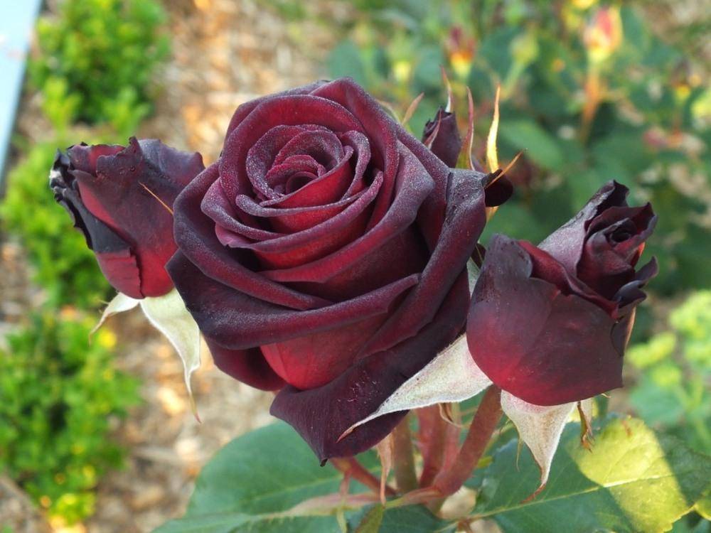 Блэк баккара роза - описание сорта, характеристики, правила выращивания | розоцвет