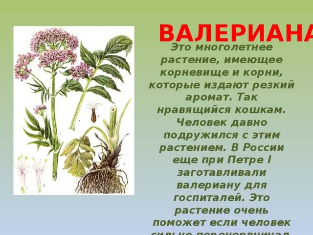 Валериана лекарственная (valeriana officinalis l.) » библиотека врача