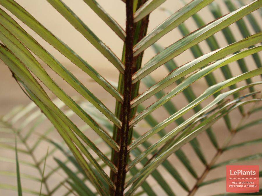 Литокариум — не совсем кокос. описание, виды. уход в домашних условиях. размножение. фото — ботаничка