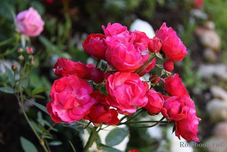 Сорта полиантовых роз: преимущества и недостатки, уход и выращивание