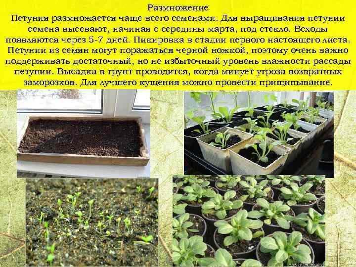 О выращивании рассады петунии подробно. петуния из семян. фото — ботаничка