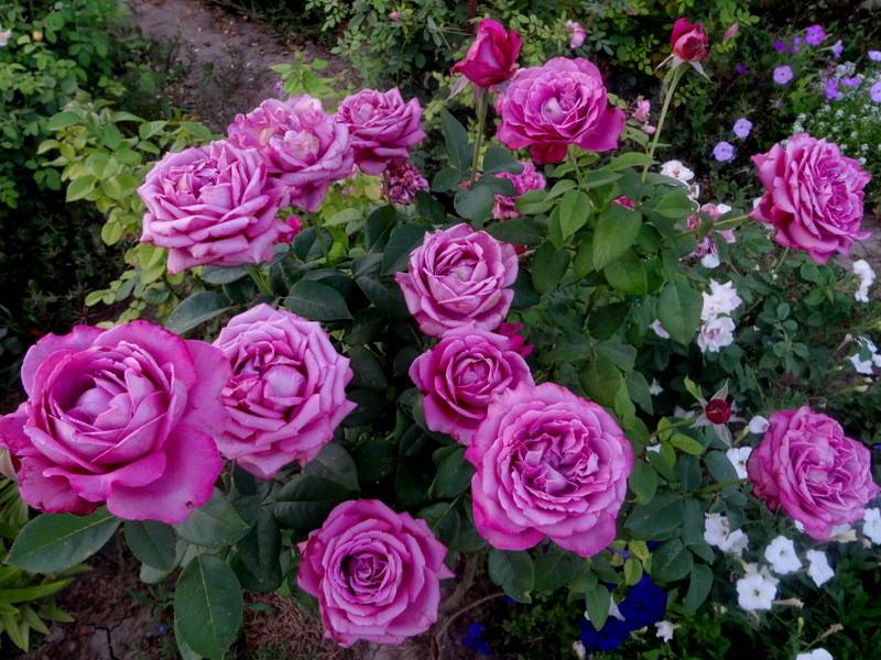 Клод брассер роза - описание, особенности, плюсы и минусы, правила выращивания | розоцвет