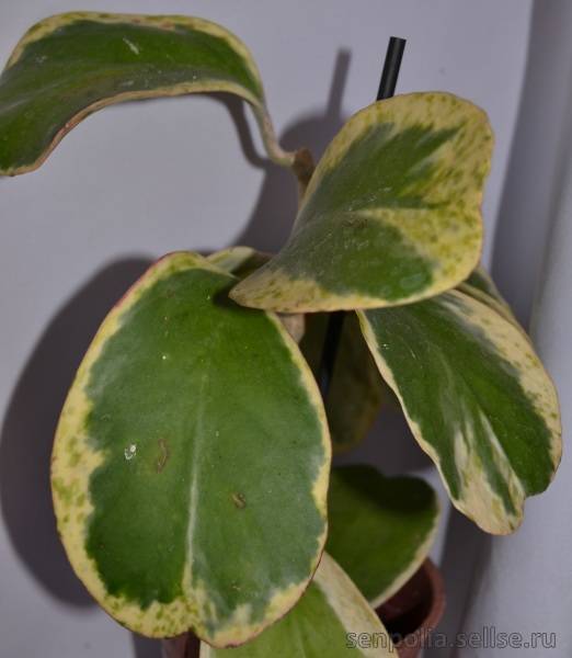 Хойя керри вариегатная: фото растения и рекомендации по уходу