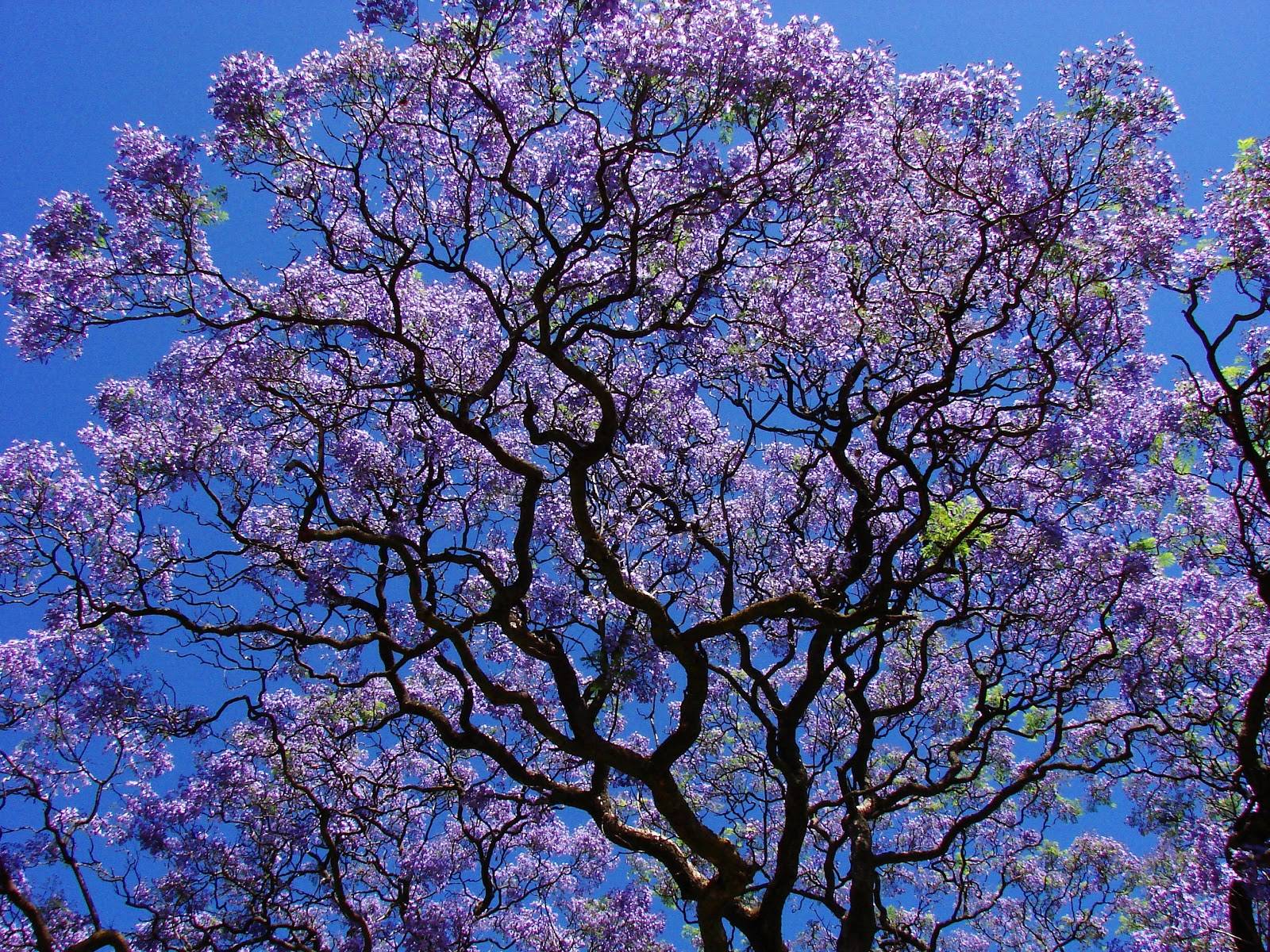 Дерево жакаранда: особенности, выращивание в горшке, виды, фото
