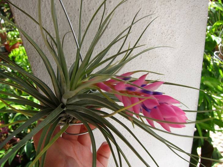 Цветок тилландсия: описание, виды и сорта с фото + способы размножения, уход в домашних условиях, трудности выращивания