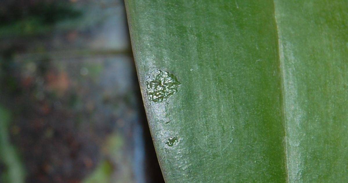 На листьях орхидеи фаленопсис появились липкие капли: что делать
