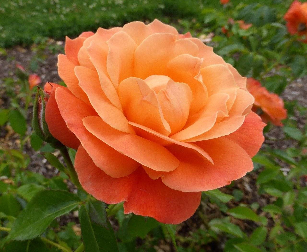 Желтые плетистые розы: 16 лучших сортов с фото и описанием