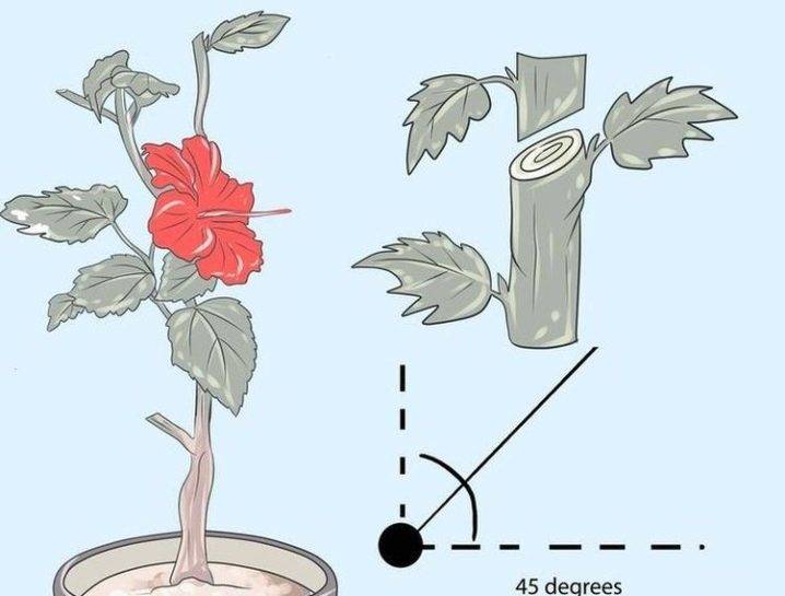 Как ухаживать за иерихонской розой в домашних условиях: посадка растения