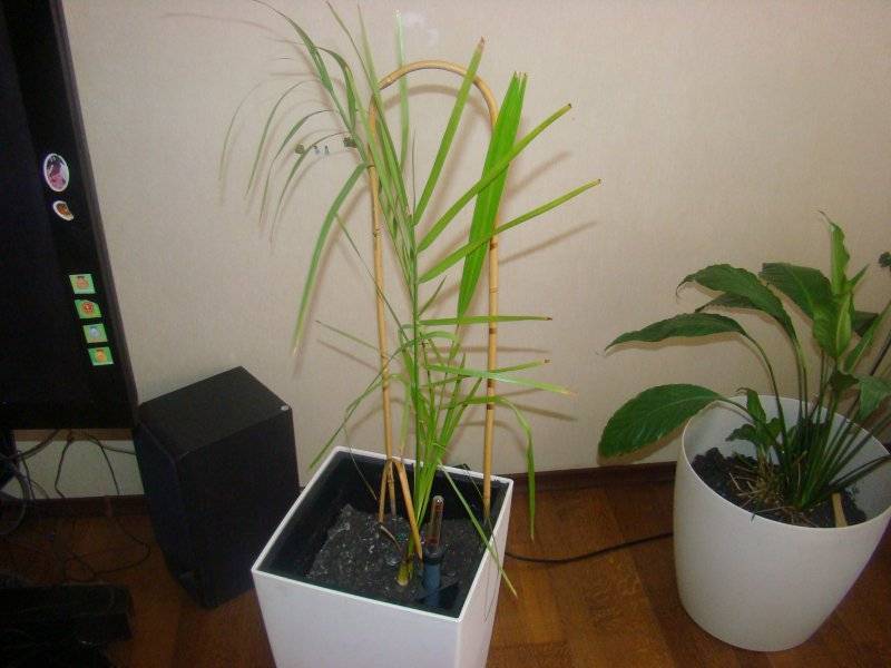 Финиковая пальма - 120 фото комнатных видов и инструкция по выращиванию пальмы