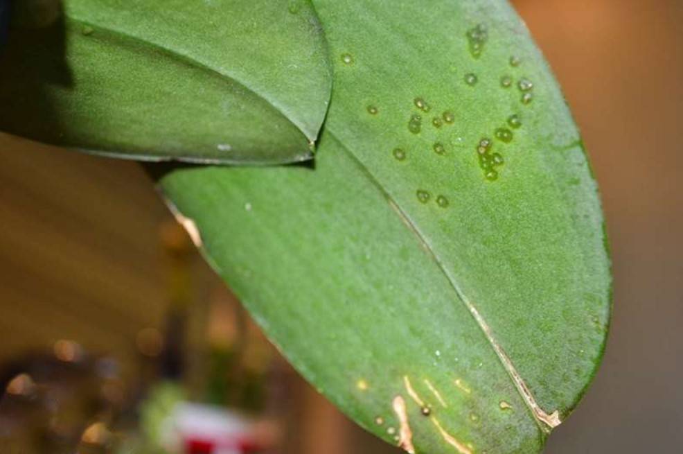 Почему возникают пятна на листьях орхидеи фаленопсис? способы лечения и профилактика