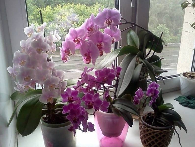 Почему орхидея не цветет в домашних условиях, как заставить орхидею цвести – способы