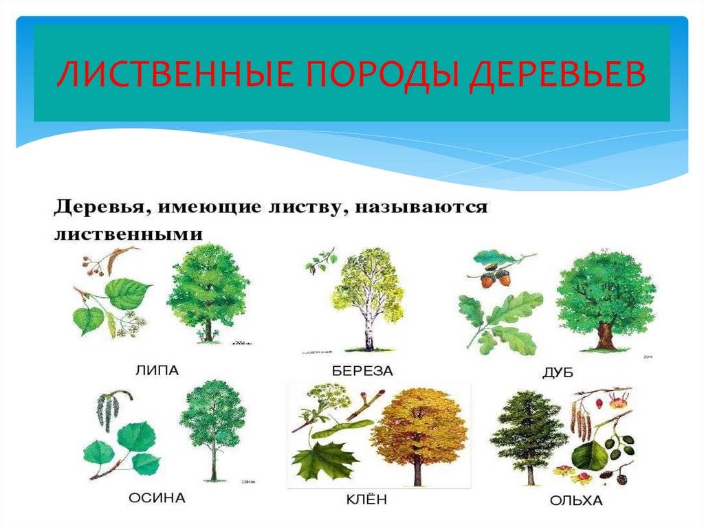 Виды деревьев и список растущих в россии