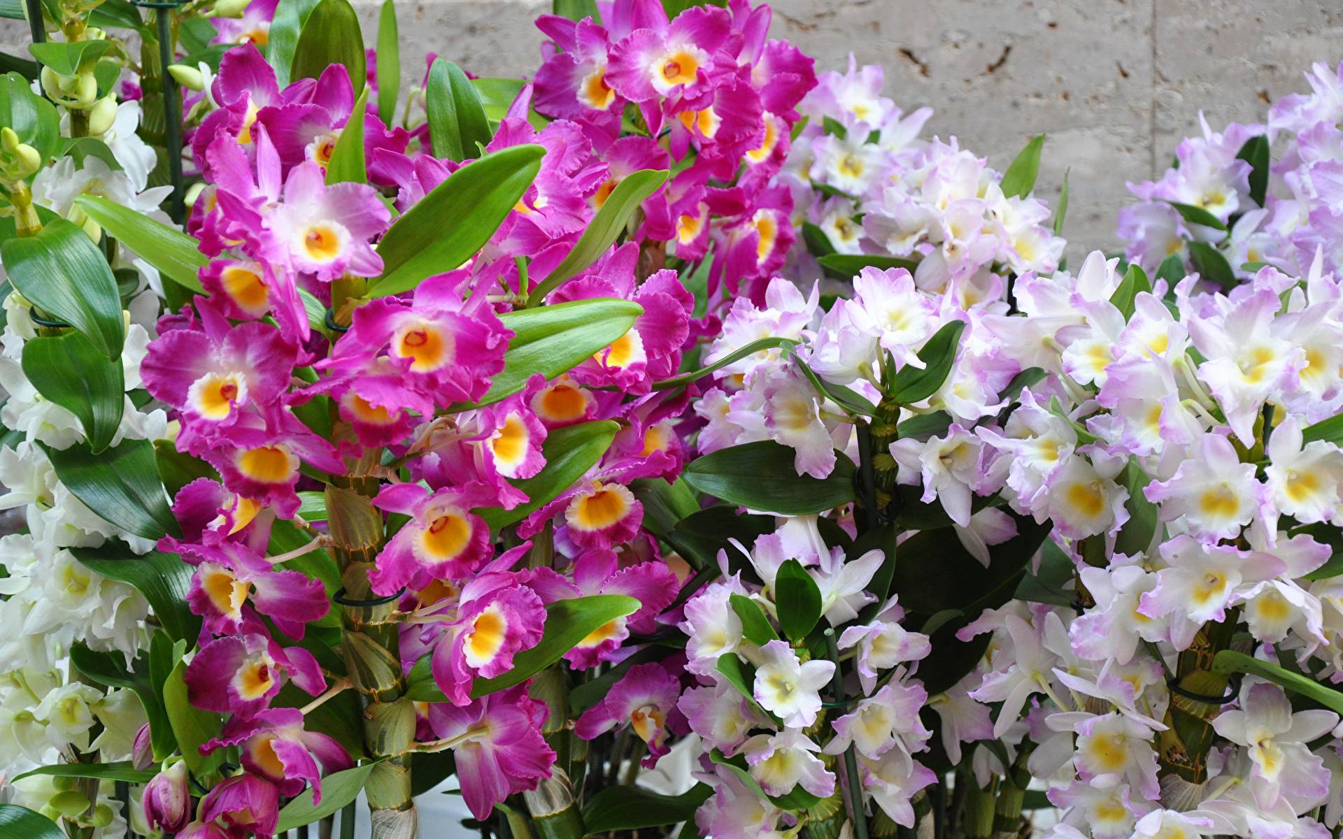 Домашняя орхидея дендробиум