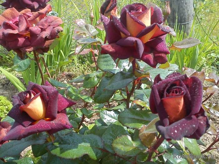 Роза эдди митчелл: описание и фото растения, особенности цветения, правила ухода и размножения, а также рекомендации по борьбе с болезнями и вредителямидача эксперт