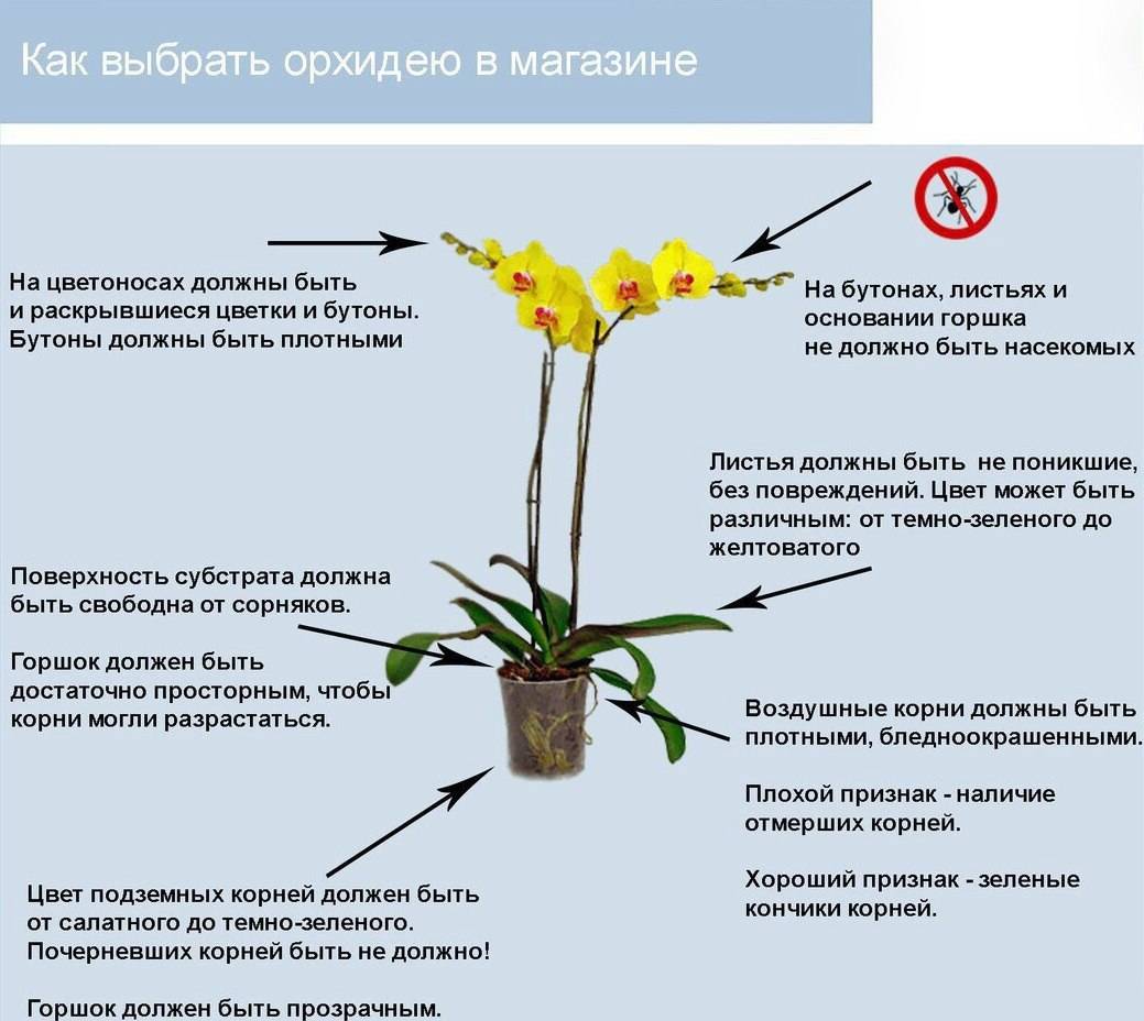 Как правильно пересадить орхидею в домашних условиях - пошагово
