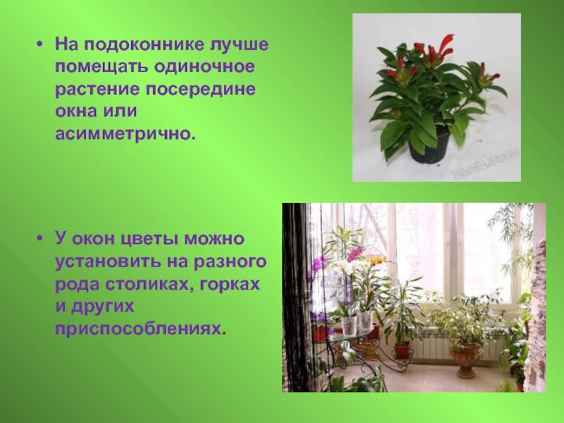 Как разместить цветы в квартире