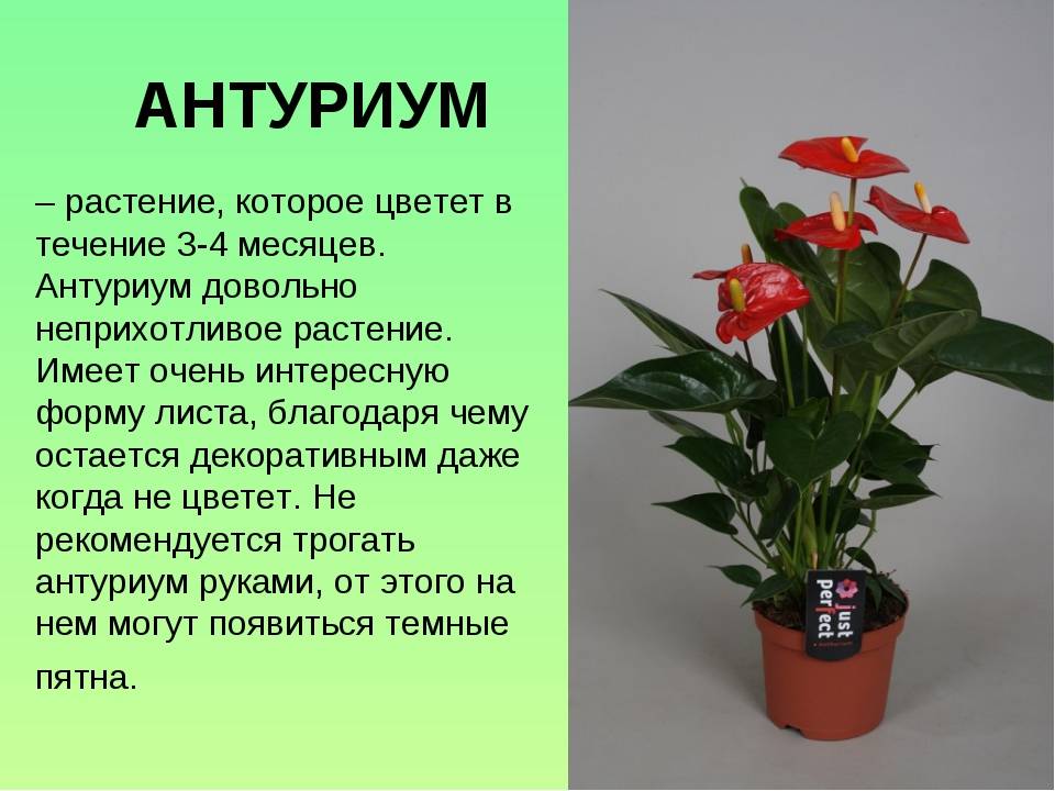 Антуриум для дома хорошо или плохо - приметы и суеверия: цветок мужское счастье для женщин и дома