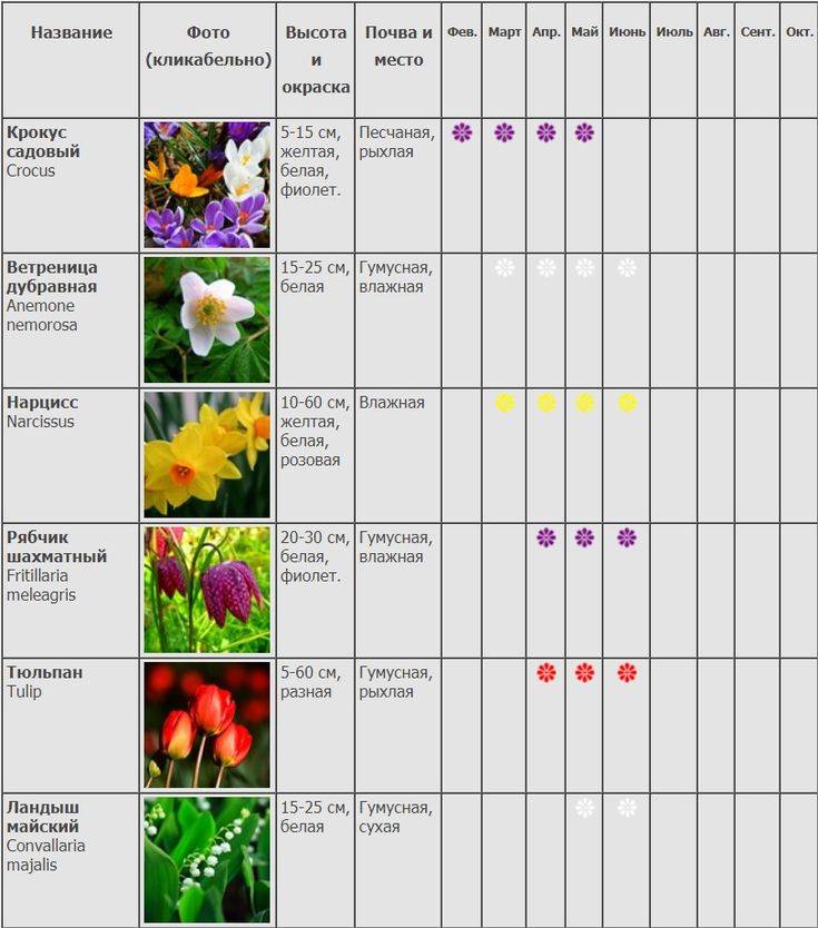 Луковичные комнатные цветы - фото, названия и описания (каталог)