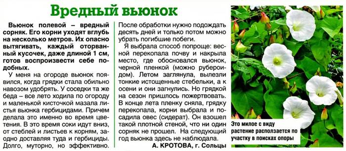 Как избавиться от вьюна на огороде быстро и навсегда, чтобы он не заполонил весь участок