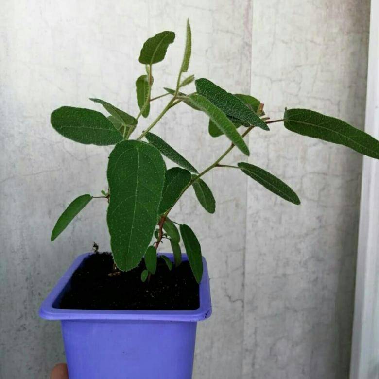 Комнатный эвкалипт: уход за растением в домашних условиях