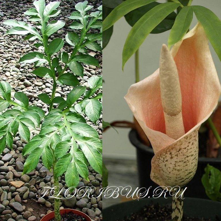 Аморфофаллус: уход за цветком в домашних условиях, фото, виды комнатного растения и их особенности