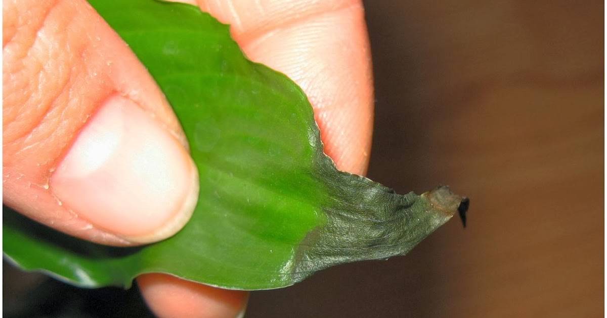 Почему чернеют и сохнут листья спатифиллума и что делать, чтобы спасти растение?