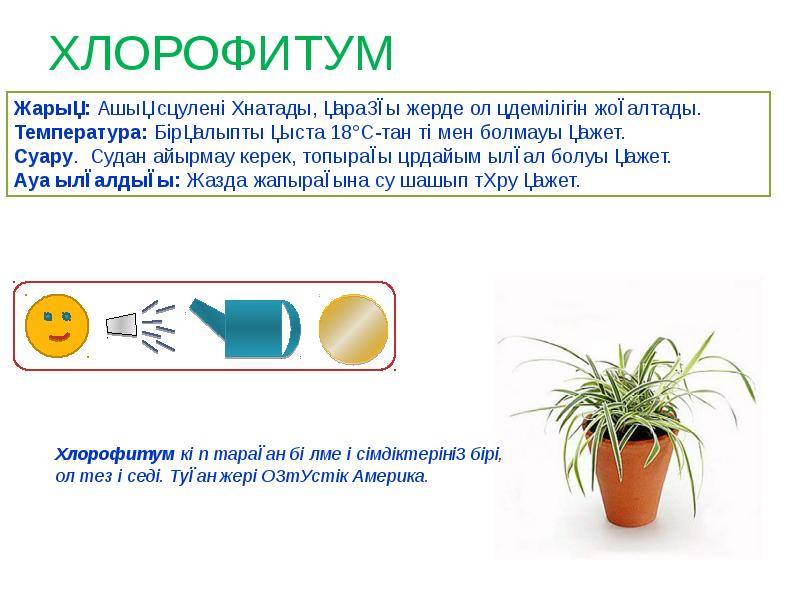 Хлорофитум: фото, польза для дома, вреден ли данный комнатный цветок? selo.guru — интернет портал о сельском хозяйстве