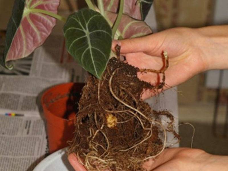 Выращивание цветка алоказии дома: размножение, цветение, грунт, болезни